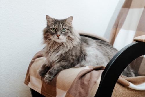 椅子に座る猫