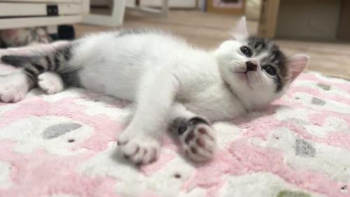 子猫