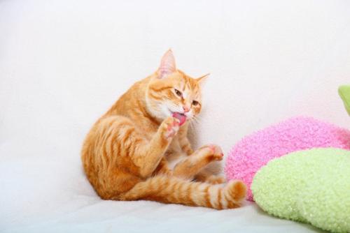 グルーミングする茶トラ猫