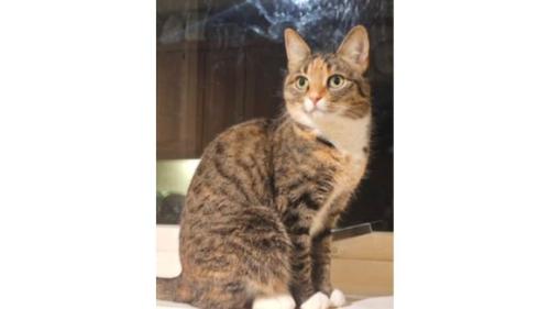 室内にいる猫