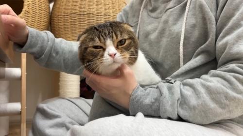なでなで
