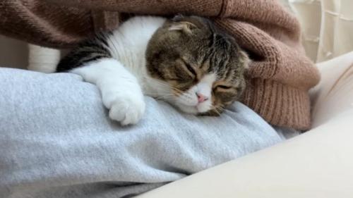 膝の上