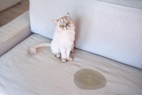 ソファのシミと猫