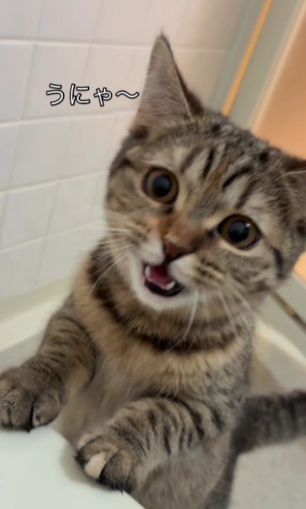 お風呂場の猫
