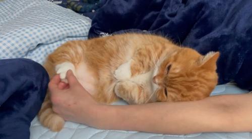 猫の後ろ足の肉球を触る飼い主
