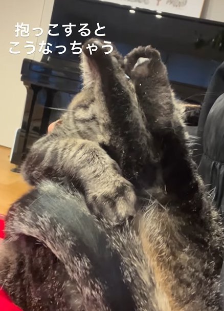 足を上げて顔を完全に隠す猫左からのアングル（抱っこするとこうなっちゃう）