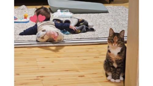 猫と赤ちゃん