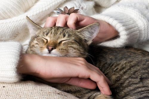 猫を撫でる