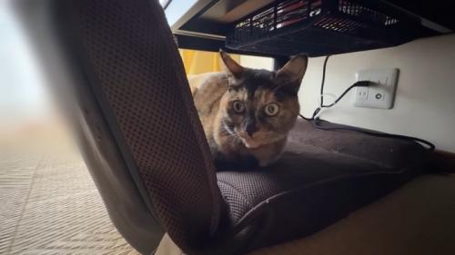 座椅子の上