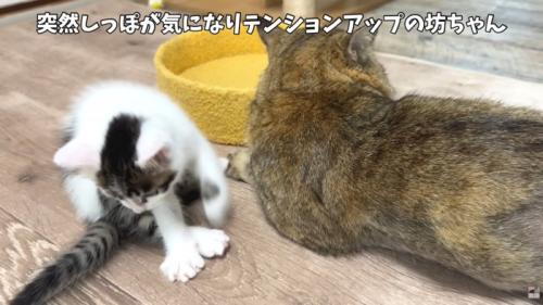 テロップ「突然しっぽが~」