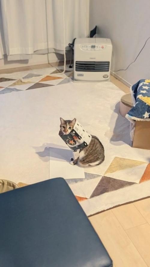 お座りする猫
