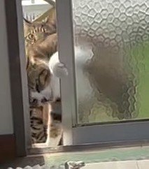 猫のアップ