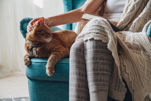 飼い主の側でくつろぐ猫