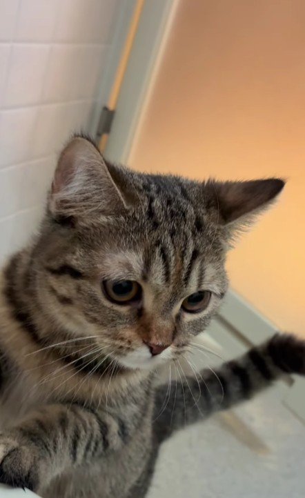 お風呂場の猫