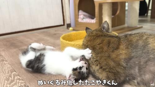 テロップ「ぬいぐるみ化した~」