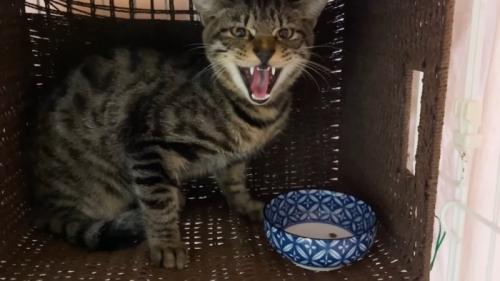 シャーする猫