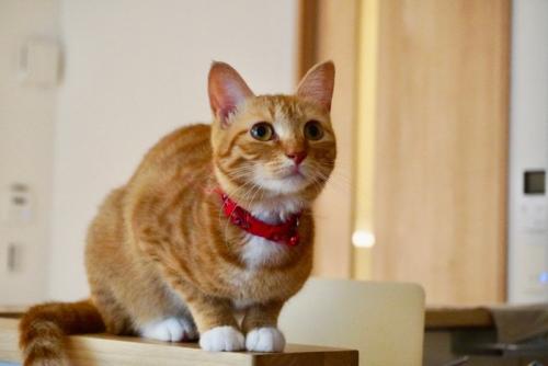 凝視する猫