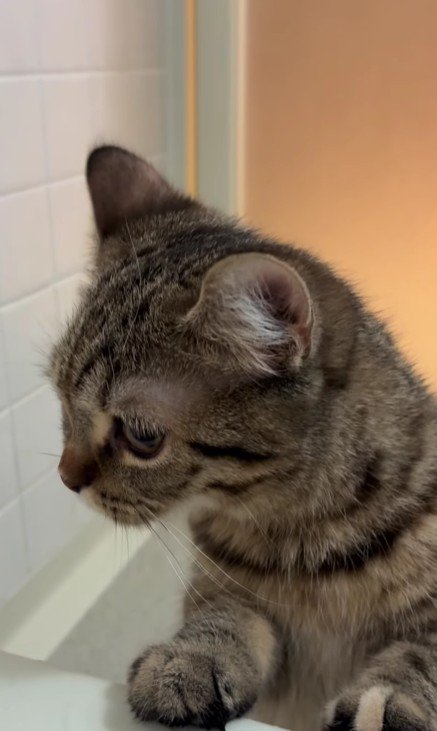 お風呂場の猫