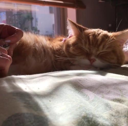 目を閉じている猫の後ろ足を優しく掴む飼い主