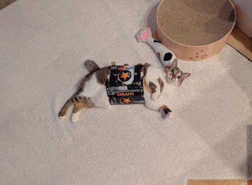 横になる猫