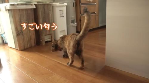 すごい匂う