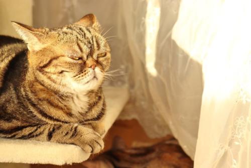 頑固そうな猫