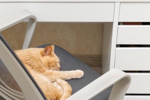 椅子で寝ている猫