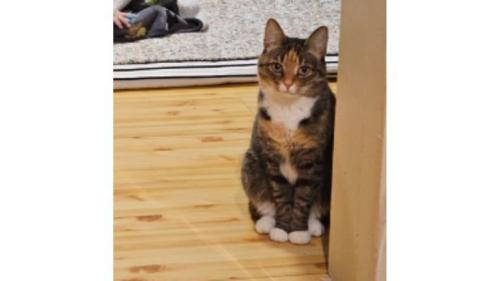 室内にいる猫