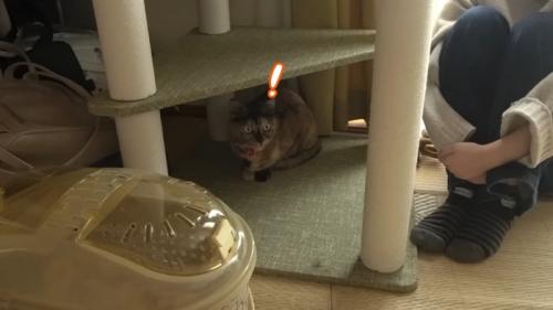 キャットタワーの下