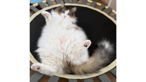 室内にいる猫