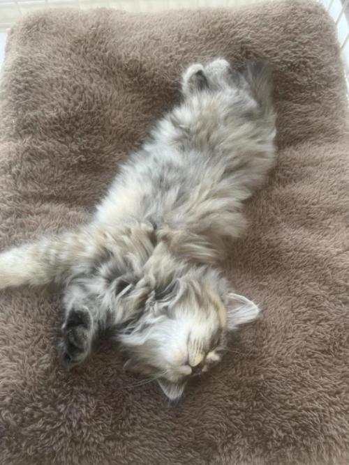 寝転ぶ猫