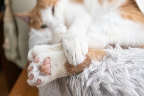 猫の肉球