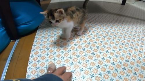 手の方に歩く子猫