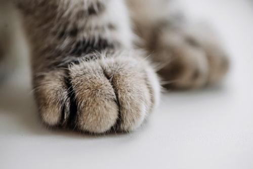 猫の手