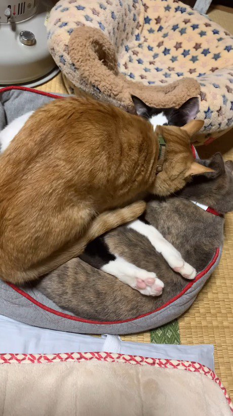 2匹の猫の上に腰を下ろす茶色い猫