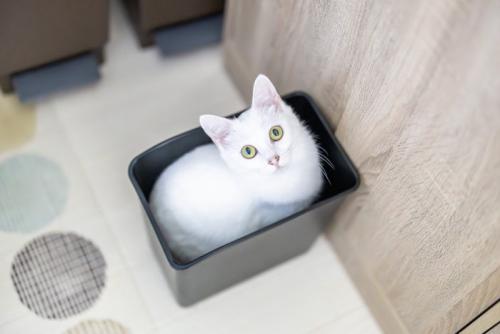 猫とごみ箱