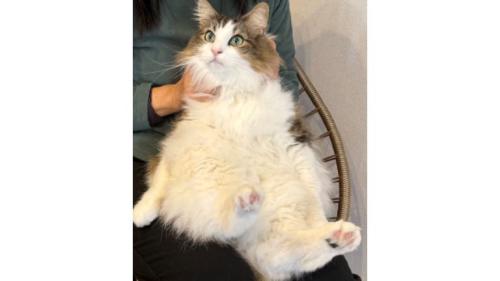 室内にいる猫