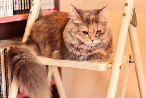 脚立に乗った猫