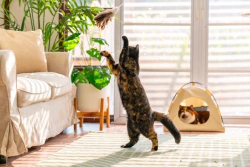 じゃらしで遊ぶ猫