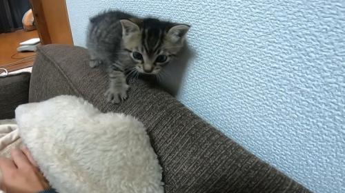 ソファの背もたれを歩く子猫