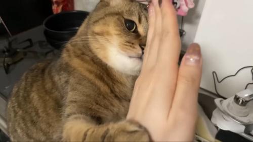 チョップ
