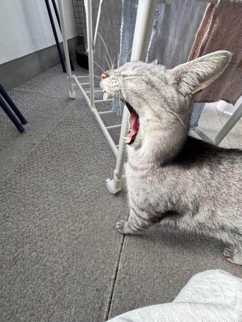 あくびをする猫