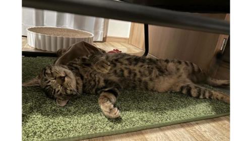 寝ている猫