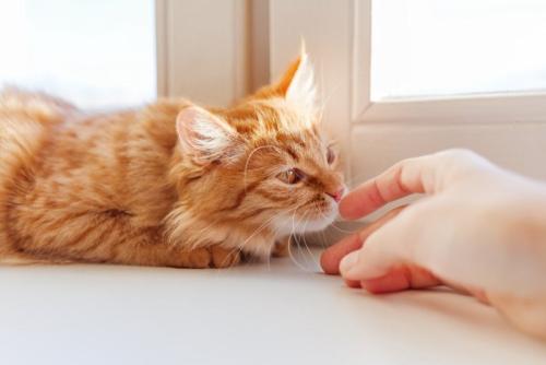 指先のにおいを確認する猫