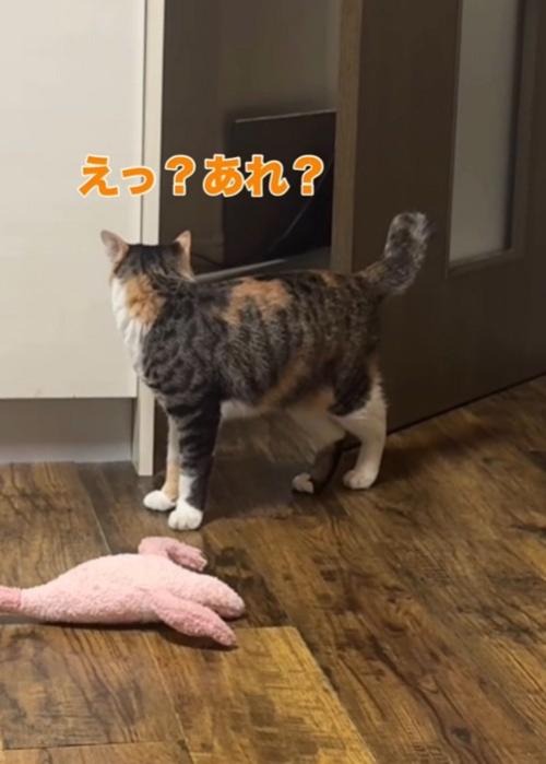 周囲を見まわす三毛猫
