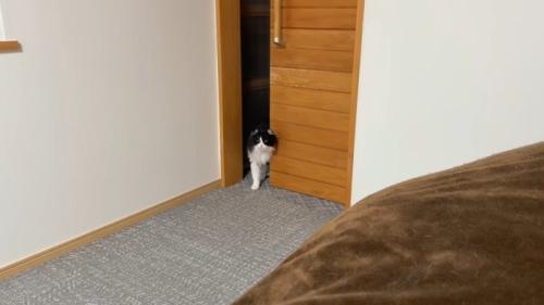 部屋に入るこころちゃん