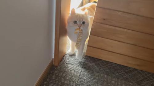 猫じゃらしを咥えるさつきちゃん