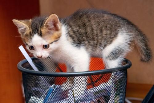 猫とごみ箱