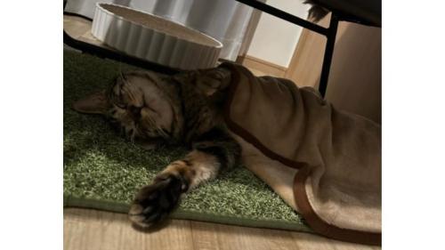 寝ている猫