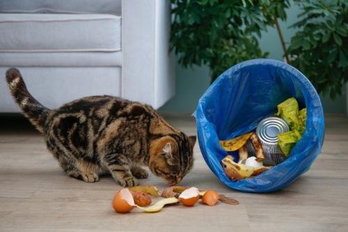 猫とごみ箱